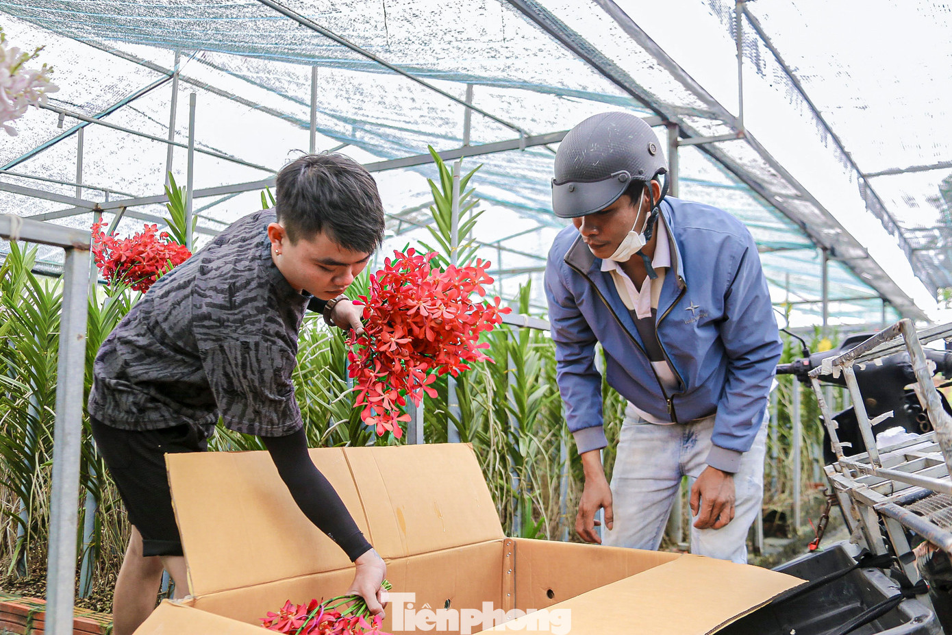 Hiện một số gốc lan đang nở sớm sẽ được các chủ vườn cắt cành bán cho khách và dưỡng lại để cho ra cành mới.