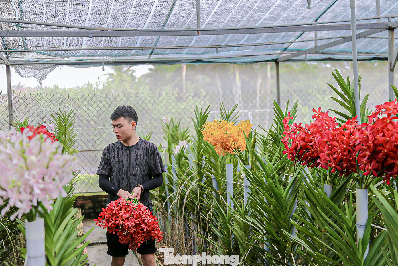 "Nhiều loại hoa lan tại vườn có giá bán tương đối “mềm”, phù hợp với túi tiền của nhiều người. Nên mỗi khi gần Tết, rất nhiều người đến vườn của tôi đặt mua từ sớm", anh Hoàng chia sẻ.
