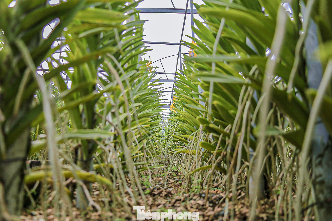 Lan được chủ vườn chăm sóc kĩ càng, đảm bảo nở đúng dịp.