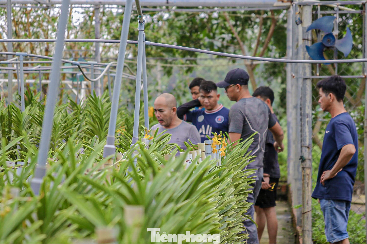 Những ngày này, nhân viên tại các vườn hoa lan ở Hòa Châu đang chăm chút từng công đoạn, từ khâu xử lý, điều chỉnh về nhiệt độ đến chăm sóc được nhân viên tại trang trại xử lý kĩ càng để đảm bảo hoa nở đúng vụ, lên màu đẹp, dáng cây cứng cáp hơn.