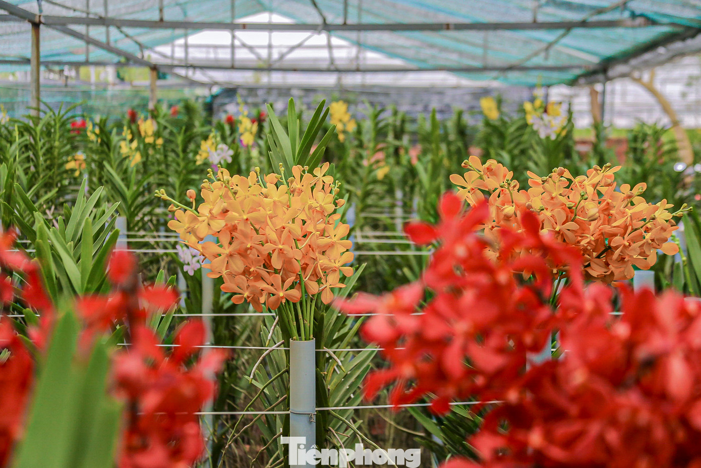 Trong các loại hoa chơi Tết, hoa lan được ưa chuộng vì vẻ đẹp sang trọng, độ tươi lâu và thời gian hoa nở kéo dài.