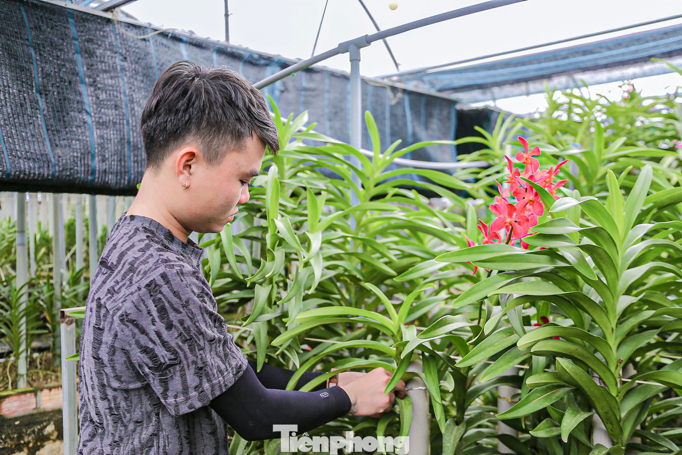 Theo chủ các vườn lan cho biết, hoa lan có rất nhiều loại, từ các loại phổ biến đến lan rừng quý hiếm, với mức giá từ vài trăm đến vài triệu đồng mỗi chậu. Các loại lan Hồ điệp, Mokara, Vũ nữ, Dẻ hạt, Denro, Nghinh xuân… được khách hàng ưa chuộng nhất nhờ màu sắc đa dạng và giá cả hợp lý.