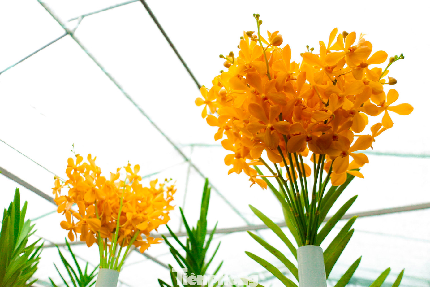 Trong các loại hoa chơi Tết, hoa lan được ưa chuộng vì vẻ đẹp sang trọng, độ tươi lâu và thời gian hoa nở kéo dài.