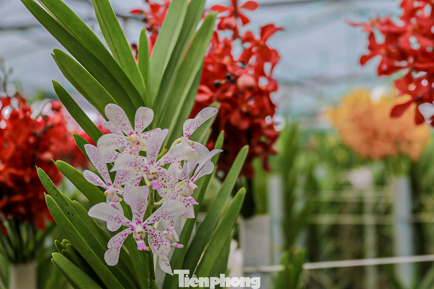 Trong các loại hoa chơi Tết, hoa lan được ưa chuộng vì vẻ đẹp sang trọng, độ tươi lâu và thời gian hoa nở kéo dài.