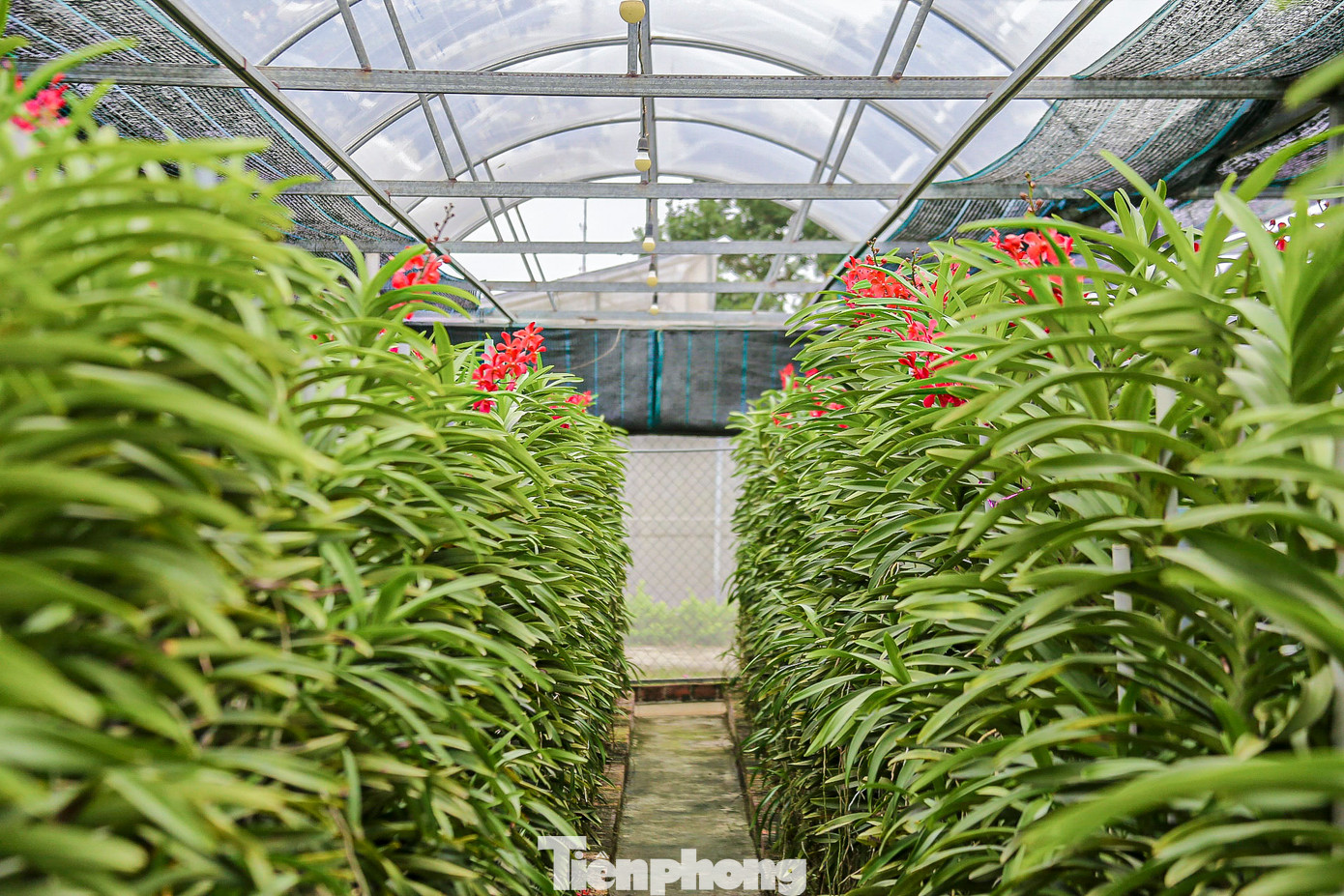 Dù có rất nhiều màu sắc, nhưng khách mua vẫn chuộng nhất là hoa lan màu đỏ hoặc vàng. Bởi theo quan niệm của người phương Đông, hai màu này tượng trưng cho sự may mắn, phúc lộc đầu năm.