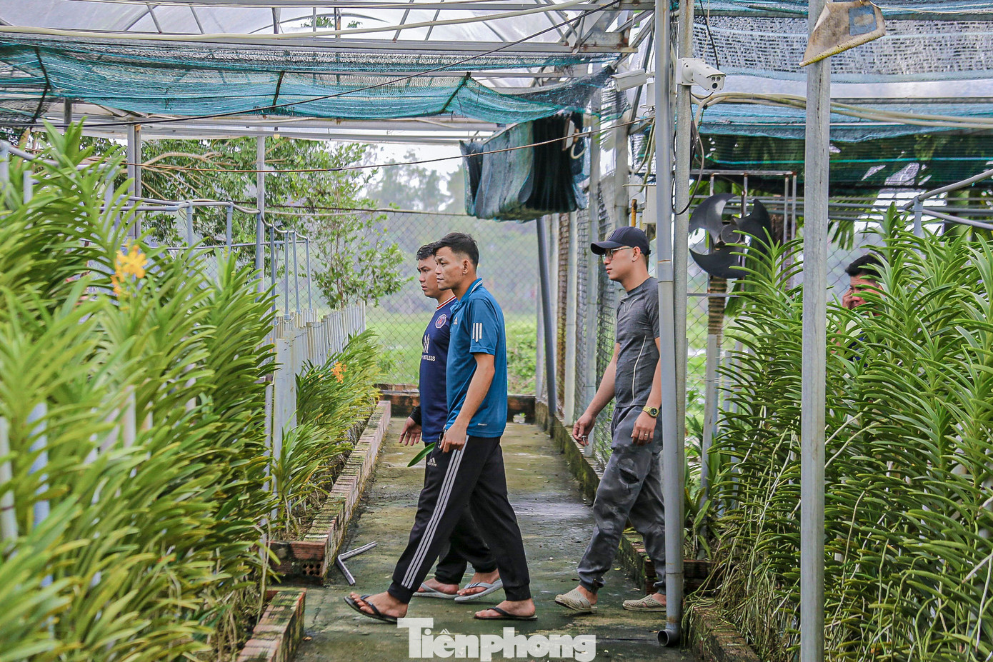 Những ngày này, nhân viên tại các vườn hoa lan ở Hòa Châu đang chăm chút từng công đoạn, từ khâu xử lý, điều chỉnh về nhiệt độ đến chăm sóc được nhân viên tại trang trại xử lý kĩ càng để đảm bảo hoa nở đúng vụ, lên màu đẹp, dáng cây cứng cáp hơn.