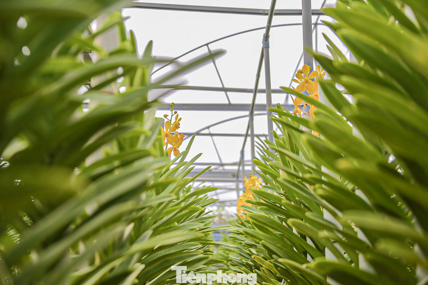 Lan được chủ vườn chăm sóc kĩ càng, đảm bảo nở đúng dịp.