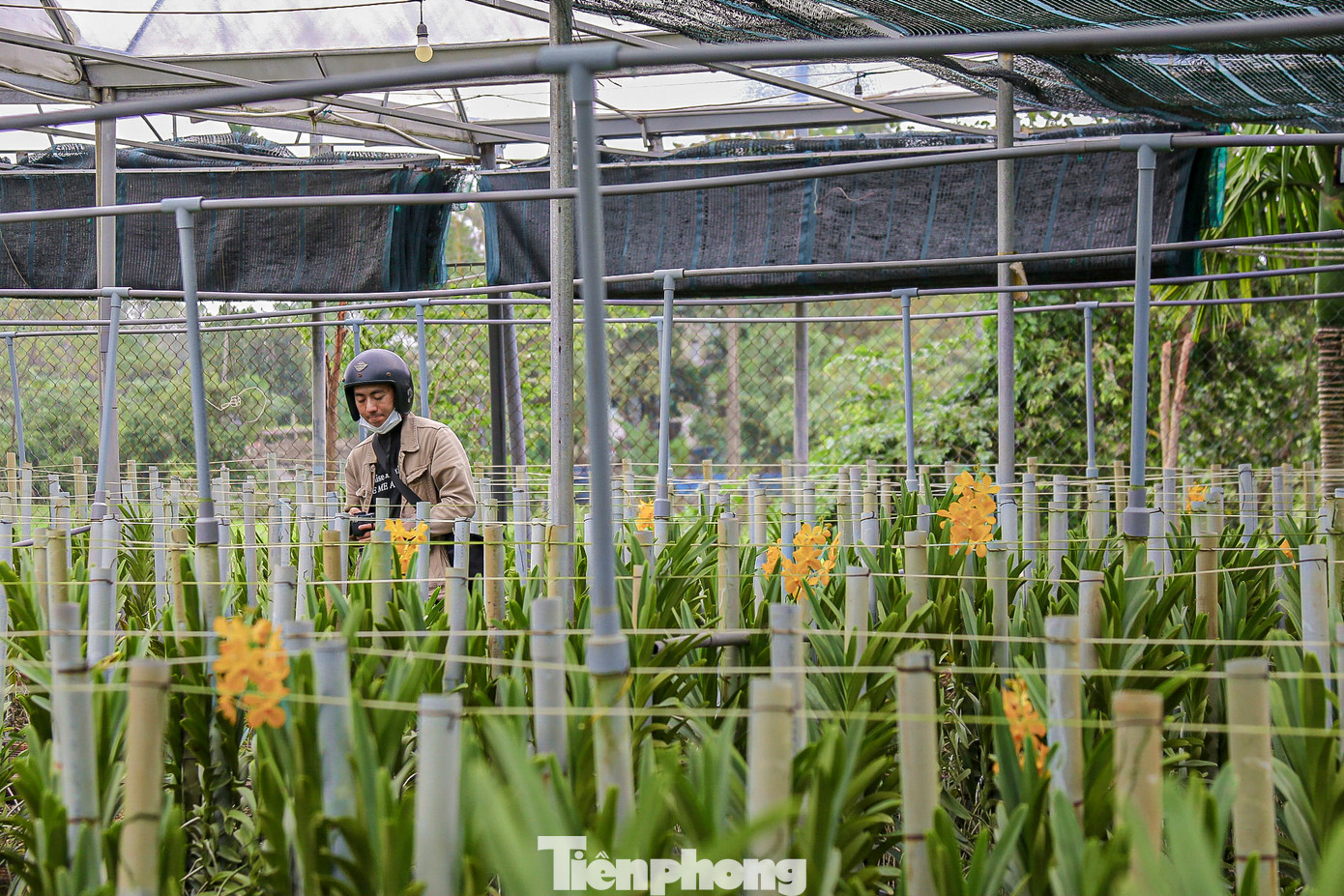 Dù có rất nhiều màu sắc, nhưng khách mua vẫn chuộng nhất là hoa lan màu đỏ hoặc vàng. Bởi theo quan niệm của người phương Đông, hai màu này tượng trưng cho sự may mắn, phúc lộc đầu năm.