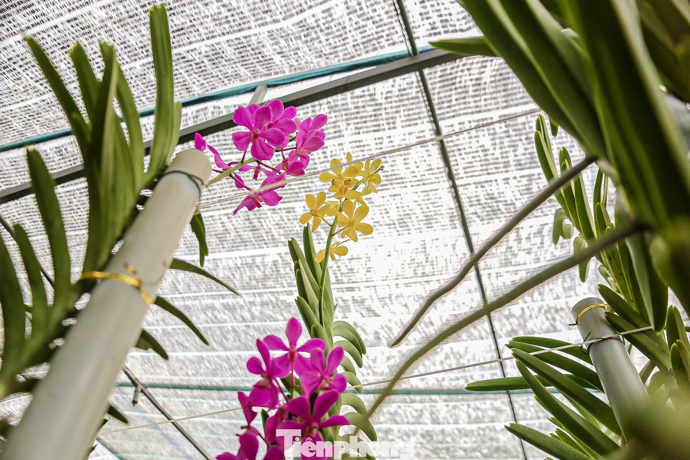 Trong các loại hoa chơi Tết, hoa lan được ưa chuộng vì vẻ đẹp sang trọng, độ tươi lâu và thời gian hoa nở kéo dài.