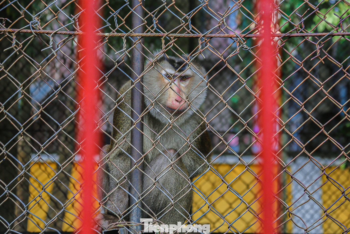 Nhiều con khỉ chỉ ngồi một chỗ, không hoạt bát như bản tính của chúng.