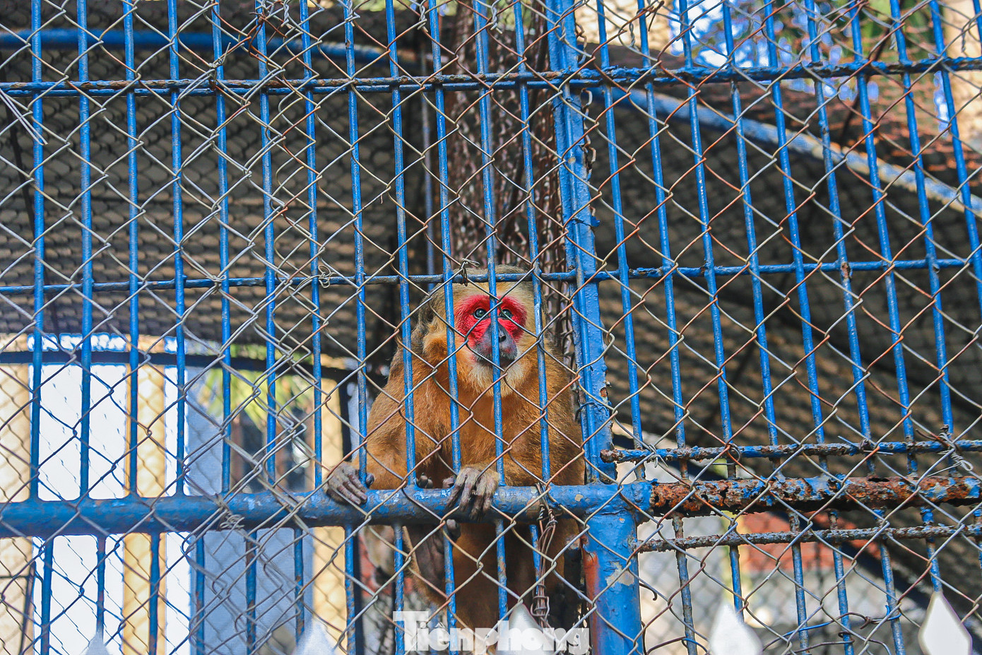 Nhiều con khỉ chỉ ngồi một chỗ, không hoạt bát như bản tính của chúng.