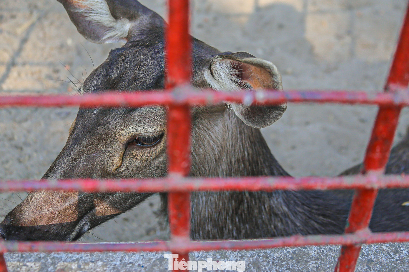 Nhiều cá thể nai còn lại trong vườn thú được nuôi nhốt trong khu vực chỉ rộng khoảng 100m2.