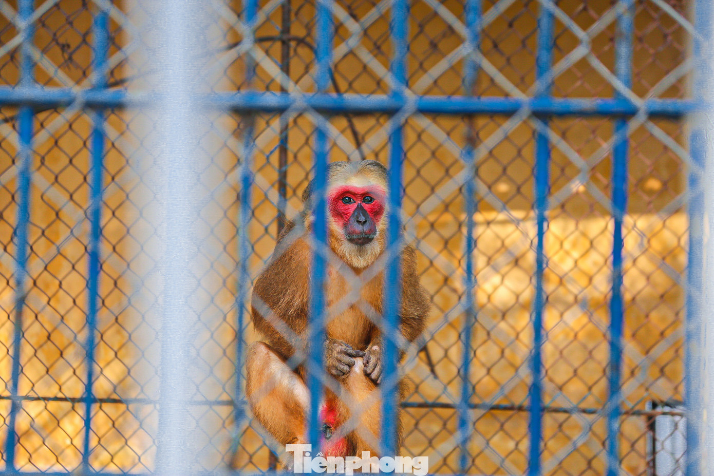 Nhiều con khỉ chỉ ngồi một chỗ, không hoạt bát như bản tính của chúng.