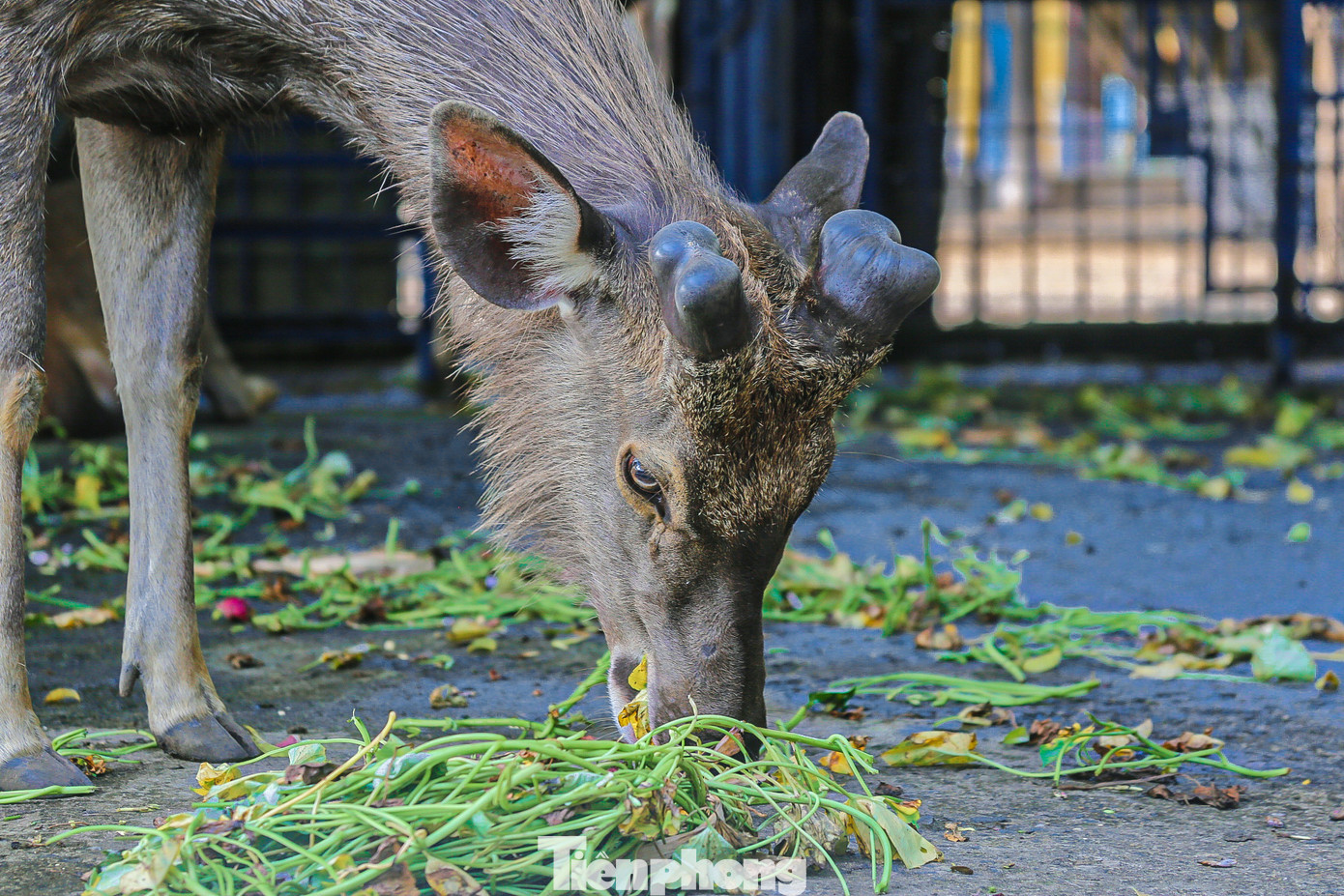 Nhiều cá thể nai còn lại trong vườn thú được nuôi nhốt trong khu vực chỉ rộng khoảng 100m2.