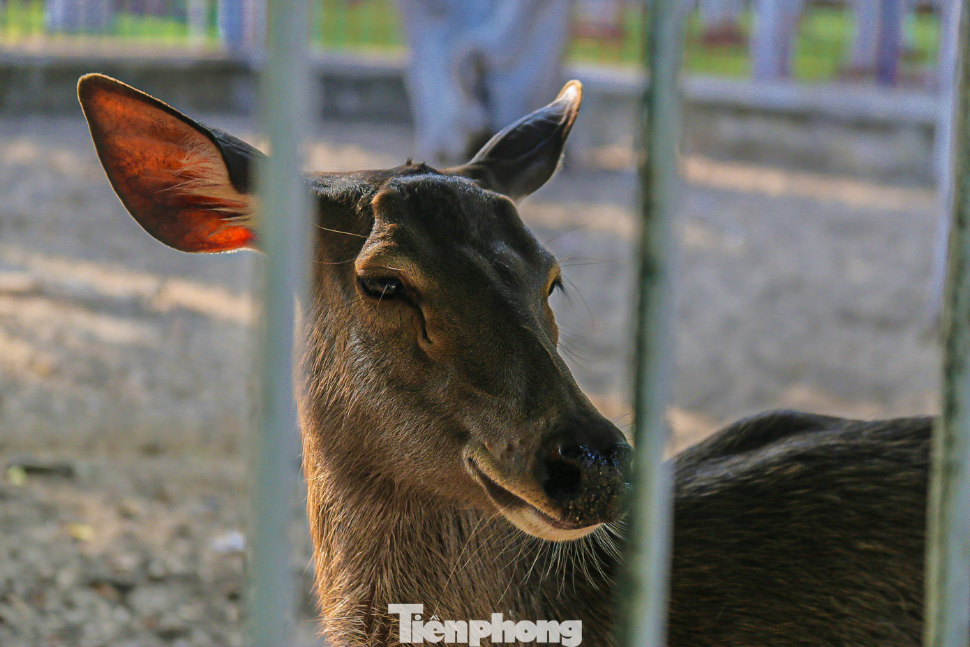 Nhiều cá thể nai còn lại trong vườn thú được nuôi nhốt trong khu vực chỉ rộng khoảng 100m2.