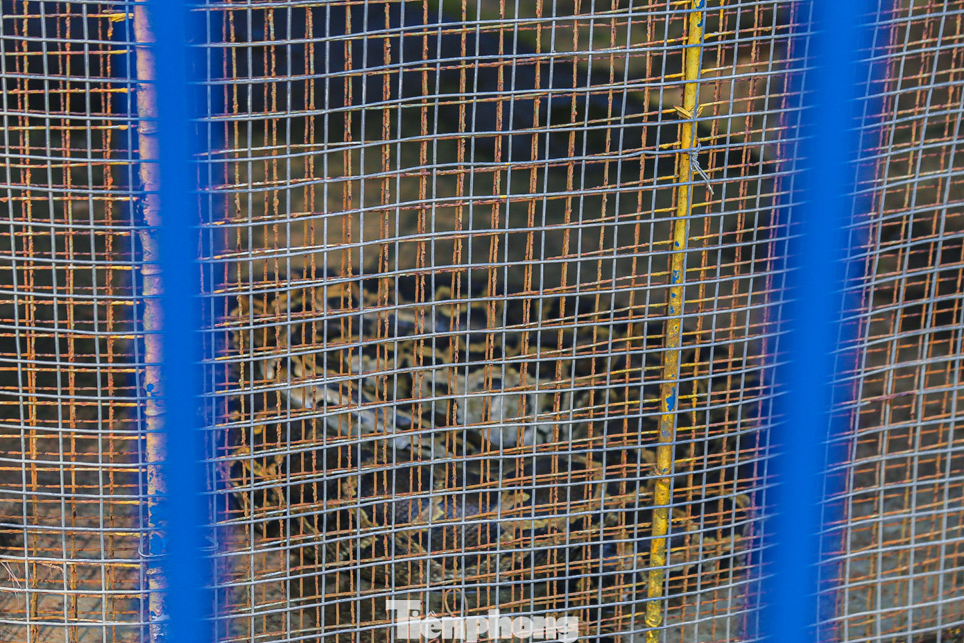 Con trăn đất duy nhất còn lại tại vườn thú được nhốt trong chiếc lồng riêng biệt.