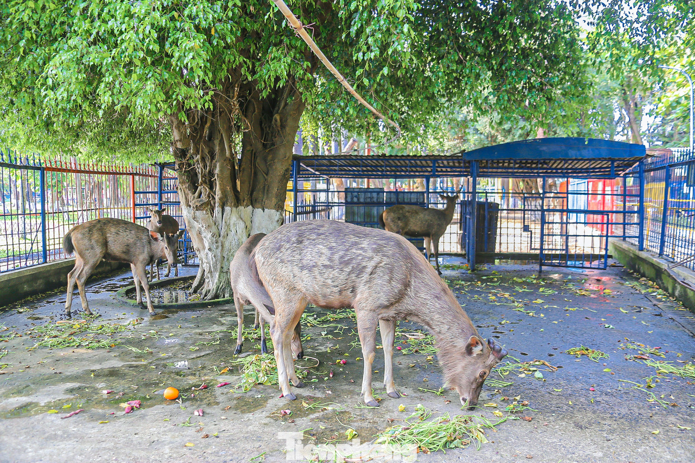 Từ giữa năm 2023, Trung tâm Văn hóa - Thể thao quận Thanh Khê - đơn vị quản lý công viên, cho biết, sẽ triển khai dự án cải tạo Công viên 29 tháng 3 và những con thú ở đây sẽ được di dời đến một nơi khác. Tuy nhiên, đến nay dự án chưa được thực hiện, vườn thú vẫn còn tồn tại và chưa được nâng cấp, sửa chữa. Những con thú ở đây vẫn sống trong môi trường chưa được đảm bảo.