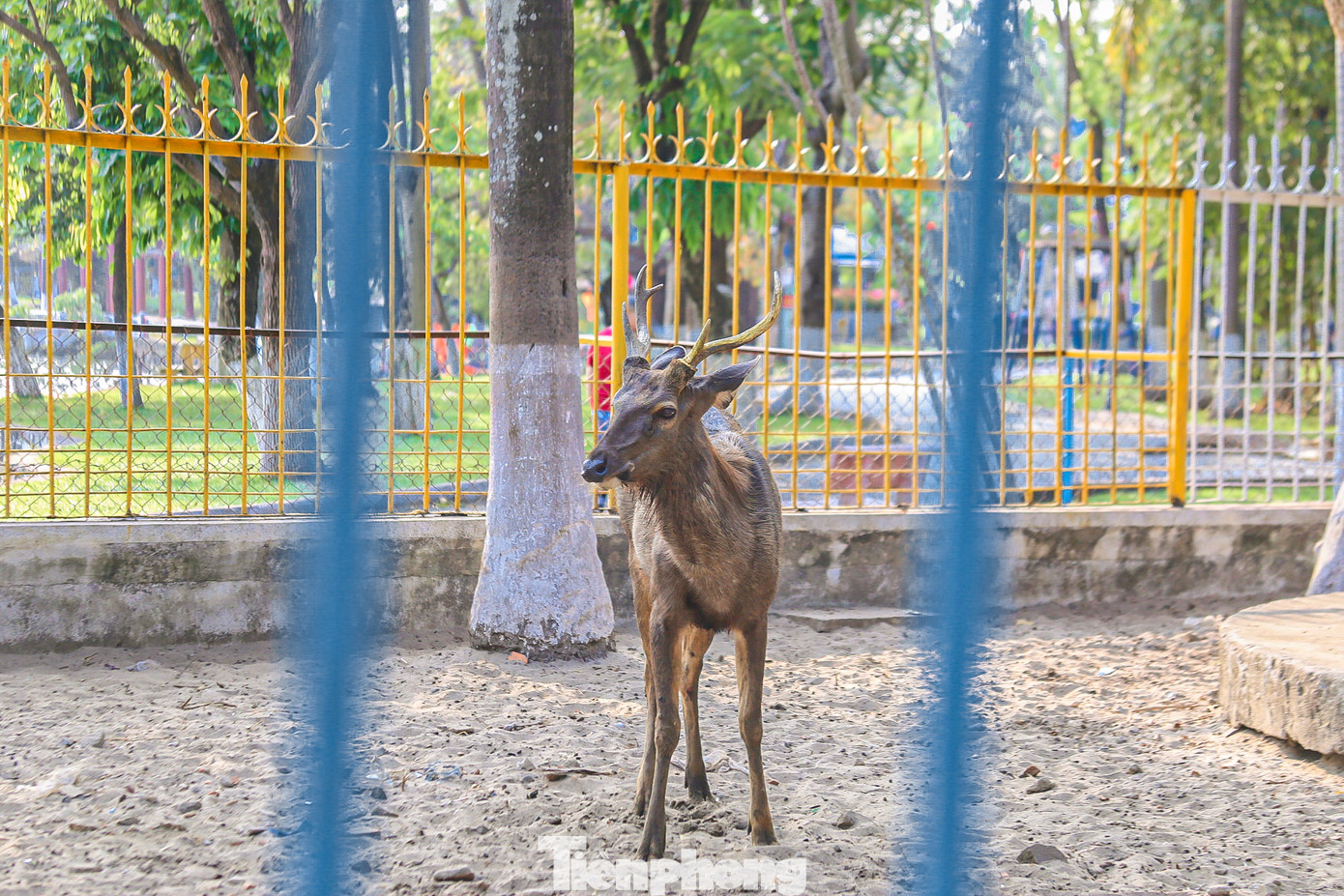 Nhiều cá thể nai còn lại trong vườn thú được nuôi nhốt trong khu vực chỉ rộng khoảng 100m2.