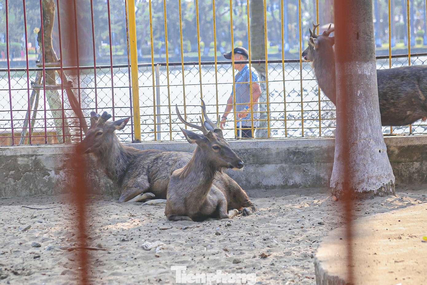Vườn thú trong Công viên 29 tháng 3 (quận Thanh Khê) có từ năm 1983 với diện tích khoảng 700m2. Nơi đây từng nuôi dưỡng rất nhiều loài vật, như: Khỉ, gấu, công, nai, cá sấu, trăn đất, cầy mực,... Nhưng qua thời gian những con vật này già yếu và chết dần. Đến nay, trong vườn thú chỉ còn 11 con nai, 5 con khỉ và một con trăn đất.