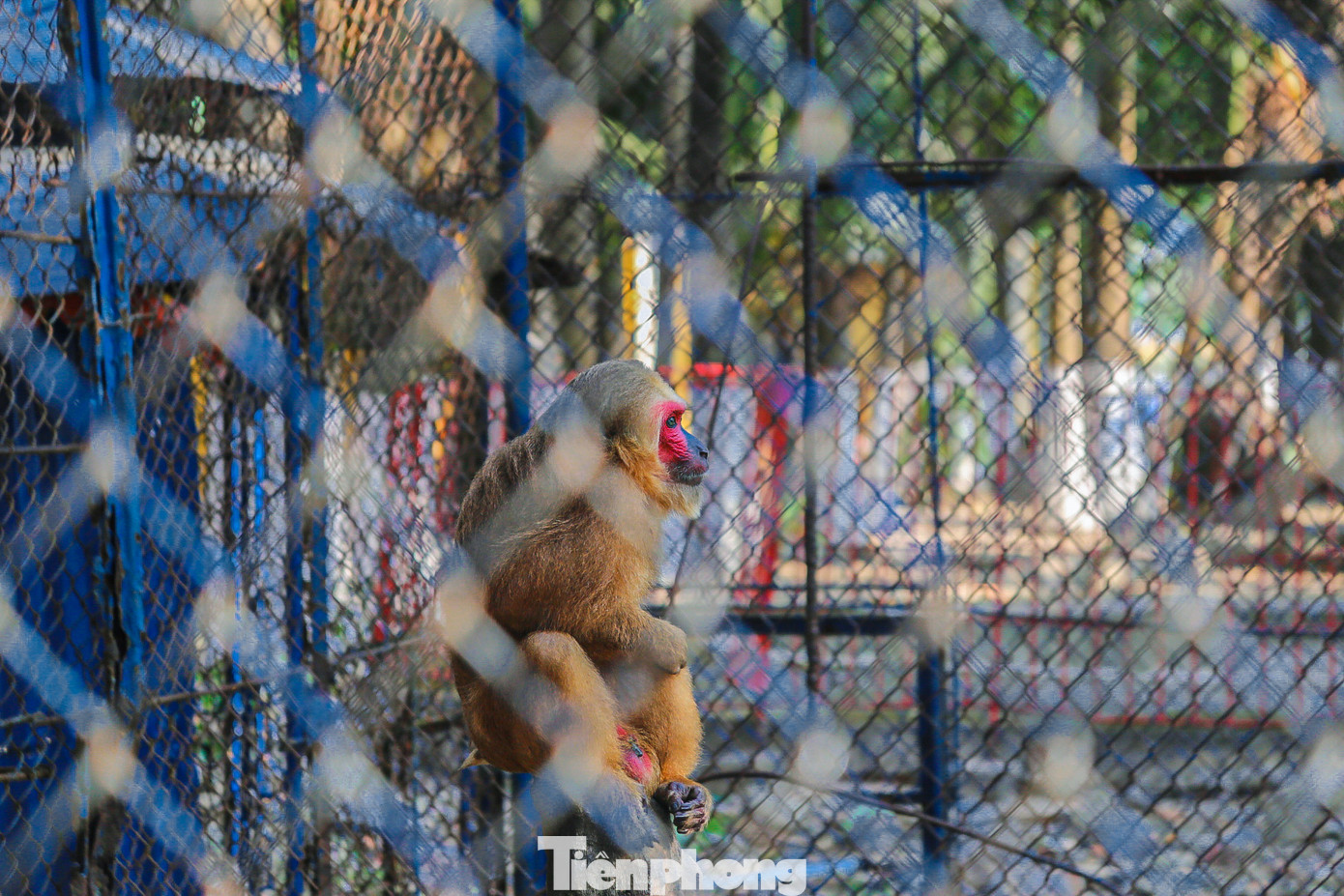 Nhiều con khỉ chỉ ngồi một chỗ, không hoạt bát như bản tính của chúng.