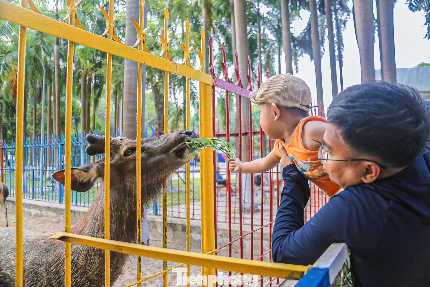 Người dân sống cạnh vườn thú thường xuyên đem thức ăn cho thú vào mỗi buổi chiều.