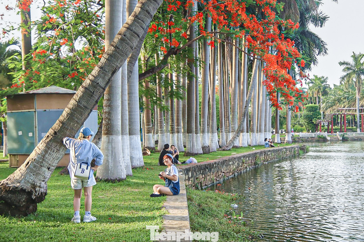 Ngoài tạo cảnh quan, vẻ đẹp cho phố phường, phượng vĩ còn đem đến bóng râm mát cho nhiều người trong mùa hè nóng bức.