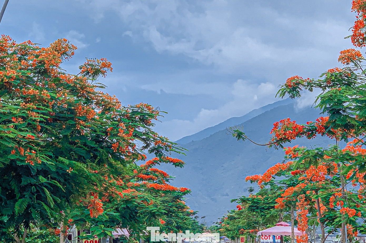 Đến với thành phố Đà Nẵng, người dân không khó để bắt gặp những “đốm lửa” nở rộ báo hiệu mùa hè.