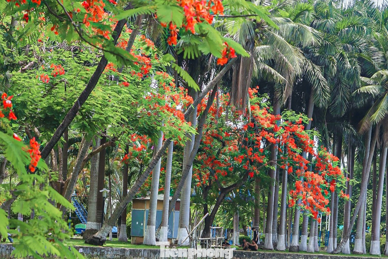 Ngoài tạo cảnh quan, vẻ đẹp cho phố phường, phượng vĩ còn đem đến bóng râm mát cho nhiều người trong mùa hè nóng bức.