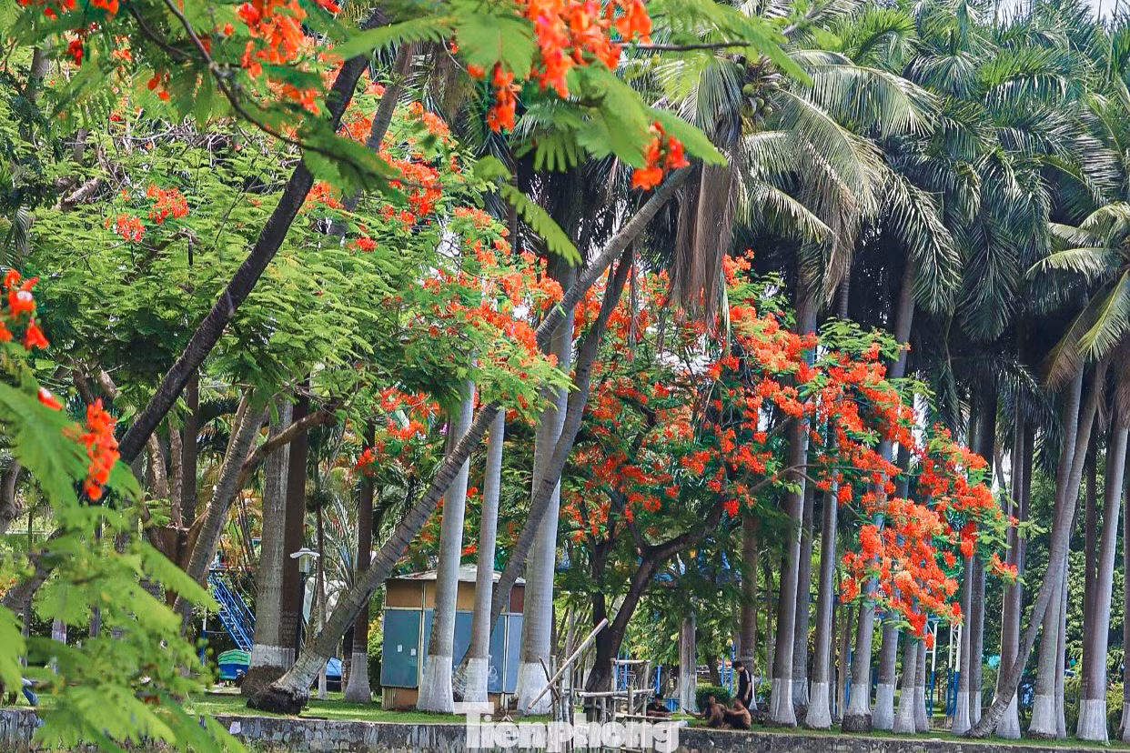 Ngoài tạo cảnh quan, vẻ đẹp cho phố phường, phượng vĩ còn đem đến bóng râm mát cho nhiều người trong mùa hè nóng bức.