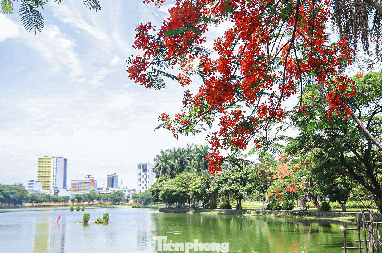Đến với thành phố Đà Nẵng, người dân không khó để bắt gặp những “đốm lửa” nở rộ báo hiệu mùa hè.