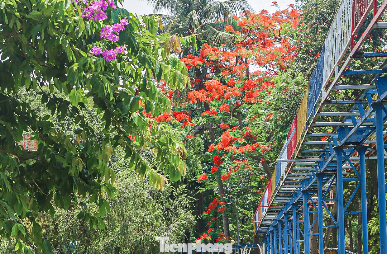 Đến với thành phố Đà Nẵng, người dân không khó để bắt gặp những “đốm lửa” nở rộ báo hiệu mùa hè.