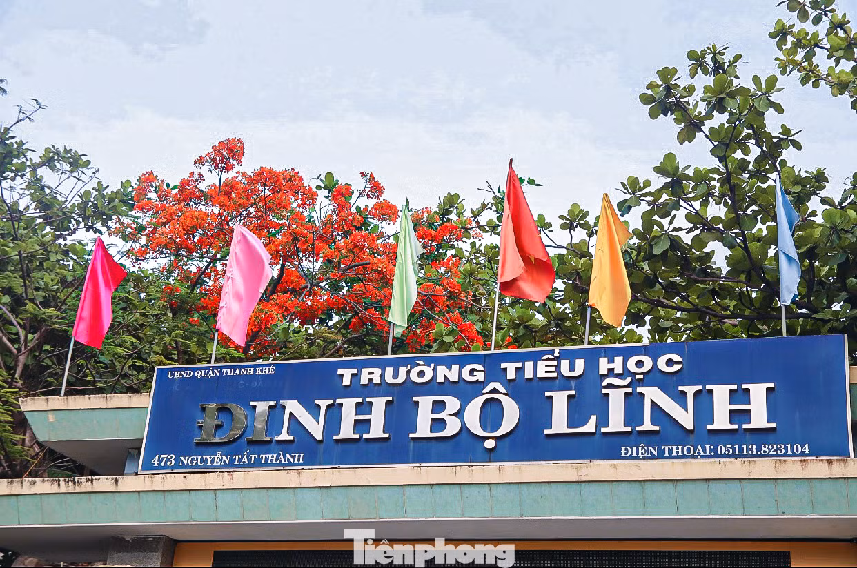 Phượng thường nở vào mùa hè, cũng là mùa chia tay, mùa kỷ niệm của tuổi học trò gắn liền với ký ức đẹp của biết bao thế hệ học sinh, sinh viên.