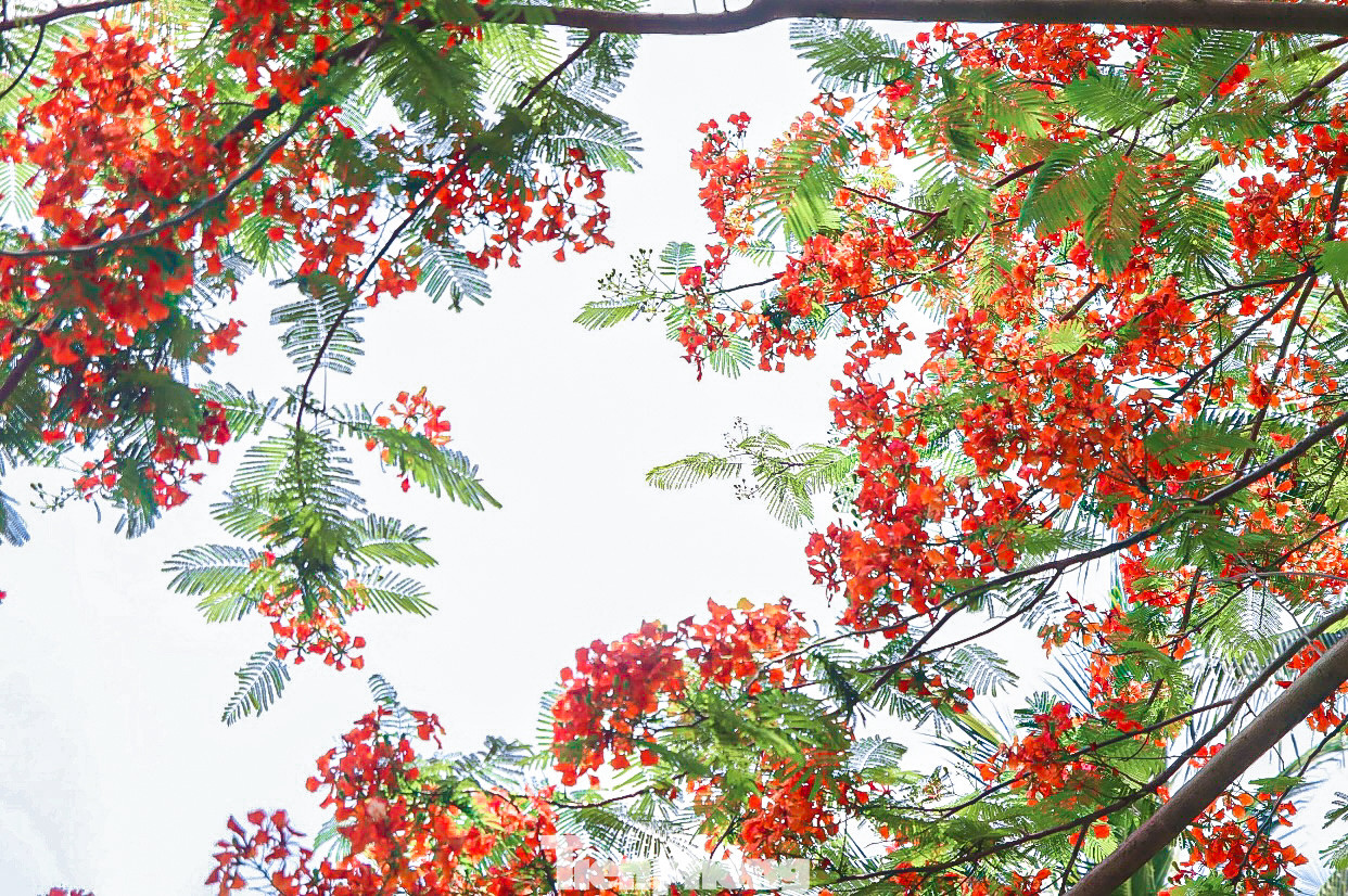 Đến với thành phố Đà Nẵng, người dân không khó để bắt gặp những “đốm lửa” nở rộ báo hiệu mùa hè.