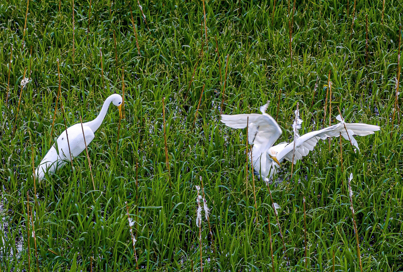 Chim mồi giả được làm giống như thật được cắm bên cạnh hàng trăm que tre đã được dính keo để dụ dỗ những con chim trời bay xuống và dính bẫy. (Ảnh: Kim Liên) Chim mồi giả được làm giống như thật được cắm bên cạnh hàng trăm que tre đã được dính keo để dụ dỗ những con chim trời bay xuống và dính bẫy. (Ảnh: Kim Liên)