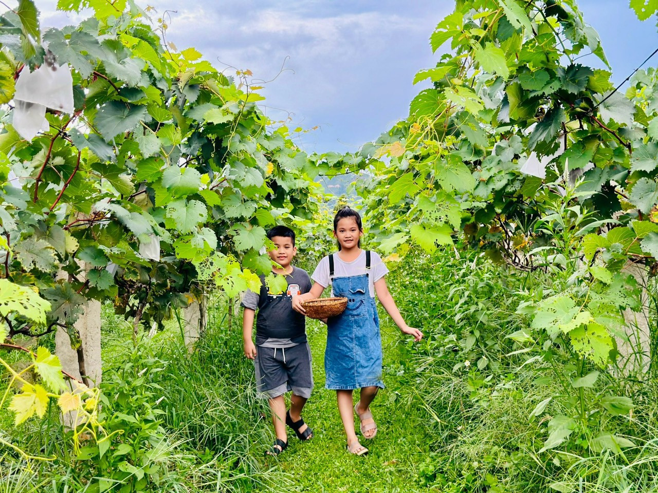 Thung lũng Nam Yên là một trong số ít nông trại ở TP. Đà Nẵng trồng thành công các giống nho nổi tiếng như nho hạ đen không hạt, nho kẹo - giống nho được đem từ Ninh Thuận về.