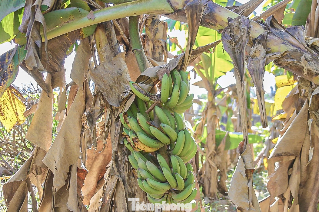 Chuối sắp đến thu hoạch nhưng bị gãy đổ nằm la liệt sau mưa lũ. Chuối sắp đến thu hoạch nhưng bị gãy đổ nằm la liệt sau mưa lũ.