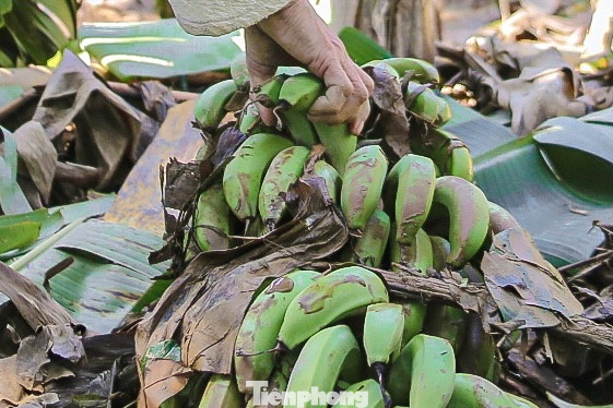 Chuối sắp đến thu hoạch nhưng bị gãy đổ nằm la liệt sau mưa lũ. Chuối sắp đến thu hoạch nhưng bị gãy đổ nằm la liệt sau mưa lũ.