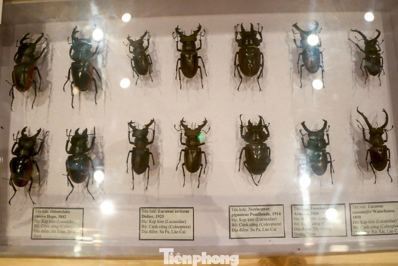Rất nhiều loài côn trùng được thu thập từ khắp các vùng rừng núi Việt Nam đem về trưng bày tại Bảo tàng.