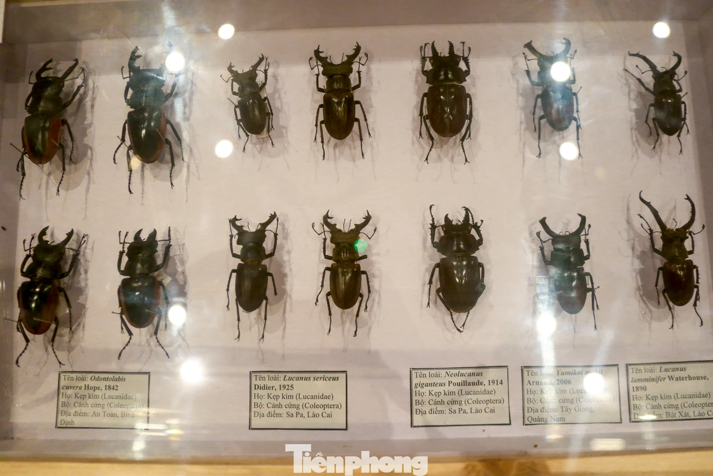 Rất nhiều loài côn trùng được thu thập từ khắp các vùng rừng núi Việt Nam đem về trưng bày tại Bảo tàng.