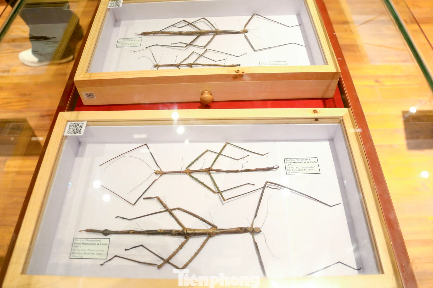 Rất nhiều loài côn trùng được thu thập từ khắp các vùng rừng núi Việt Nam đem về trưng bày tại Bảo tàng.