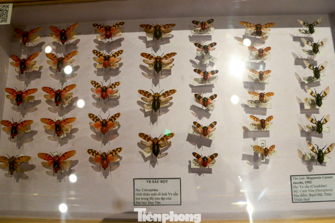Từ những loài bướm sặc sỡ, chuồn chuồn, bọ cánh cứng nhiều hình dạng, cho đến những loài côn trùng quý hiếm chỉ xuất hiện ở rừng sâu núi cao… tất cả đều được tái hiện sinh động, thu hút sự quan tâm của đông đảo bạn trẻ yêu khoa học và thiên nhiên.