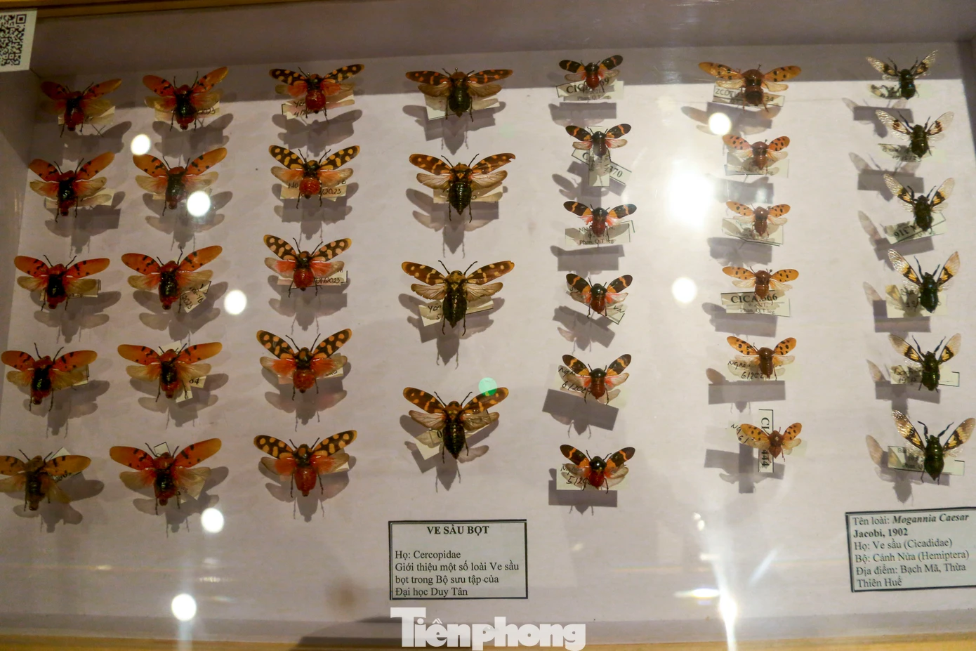 Từ những loài bướm sặc sỡ, chuồn chuồn, bọ cánh cứng nhiều hình dạng, cho đến những loài côn trùng quý hiếm chỉ xuất hiện ở rừng sâu núi cao… tất cả đều được tái hiện sinh động, thu hút sự quan tâm của đông đảo bạn trẻ yêu khoa học và thiên nhiên.
