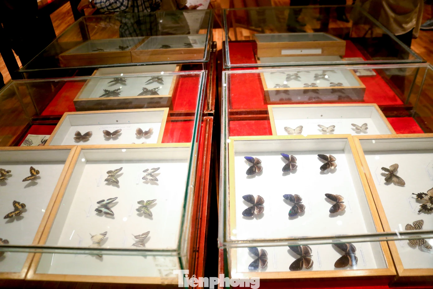 Từ những loài bướm sặc sỡ, chuồn chuồn, bọ cánh cứng nhiều hình dạng, cho đến những loài côn trùng quý hiếm chỉ xuất hiện ở rừng sâu núi cao… tất cả đều được tái hiện sinh động, thu hút sự quan tâm của đông đảo bạn trẻ yêu khoa học và thiên nhiên.