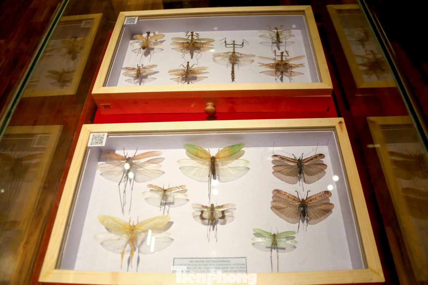Rất nhiều loài côn trùng được thu thập từ khắp các vùng rừng núi Việt Nam đem về trưng bày tại Bảo tàng.