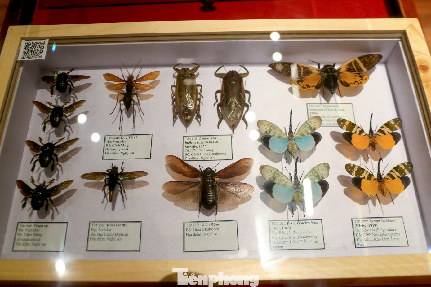 Rất nhiều loài côn trùng được thu thập từ khắp các vùng rừng núi Việt Nam đem về trưng bày tại Bảo tàng.