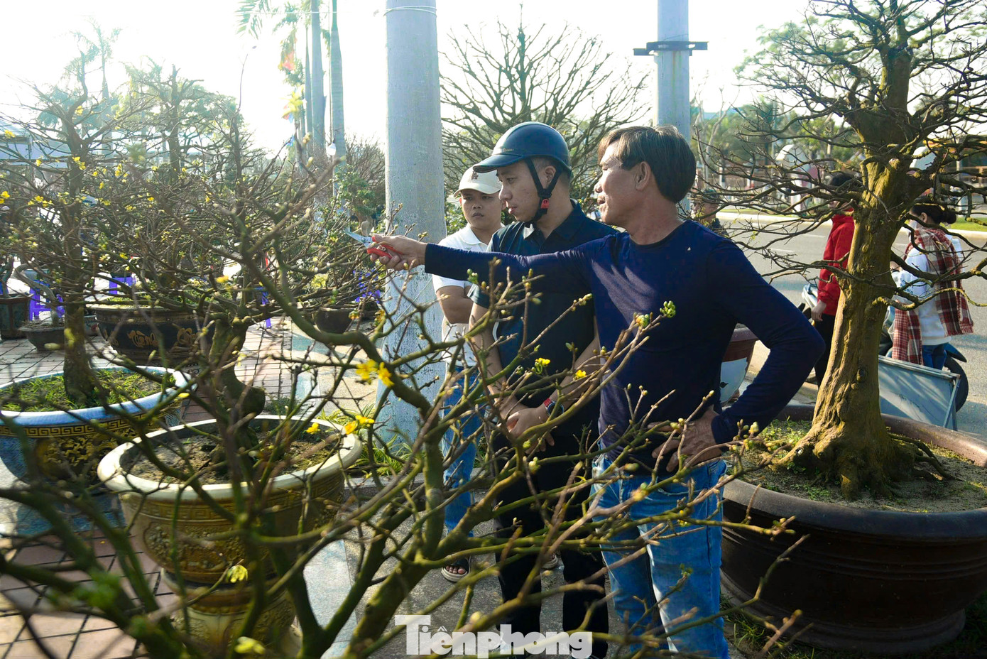 Ông Nguyễn Văn Rê (trú tại Điện Bàn, Quảng Nam) cho biết, nhiều cây mai có dáng đẹp nhất trong vườn của ông đã được mang ra Đà Nẵng để tham dự triển lãm. "Tôi vừa vận chuyển một cây mai gần 100 năm tuổi ra đây. Nếu có người trả giá phù hợp, tôi sẵn sàng chuyển nhượng", ông Rê nói.