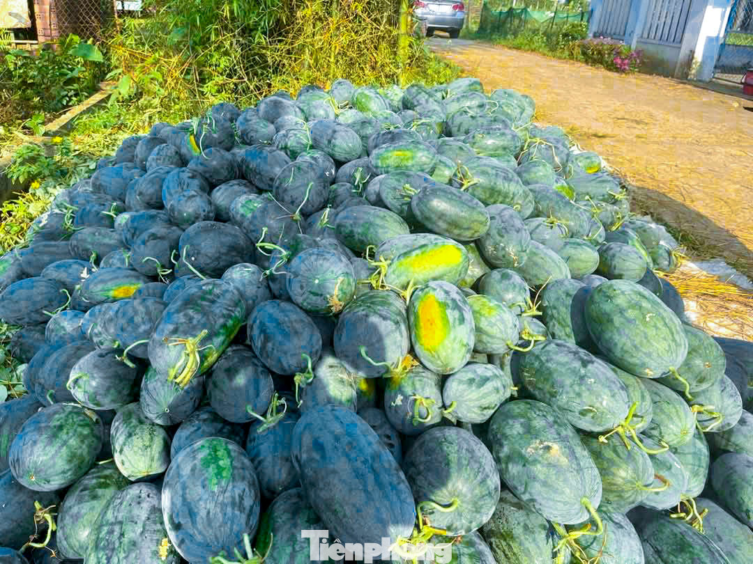 Với mức giá bán hiện tại, người trồng dưa không chỉ không có lãi mà còn âm vốn, không ít hộ nông dân đã chọn phương án để dưa nằm ngoài đồng, chờ giá nhích lên mới thu hoạch, nhưng rủi ro dưa hư hỏng vẫn hiện hữu.