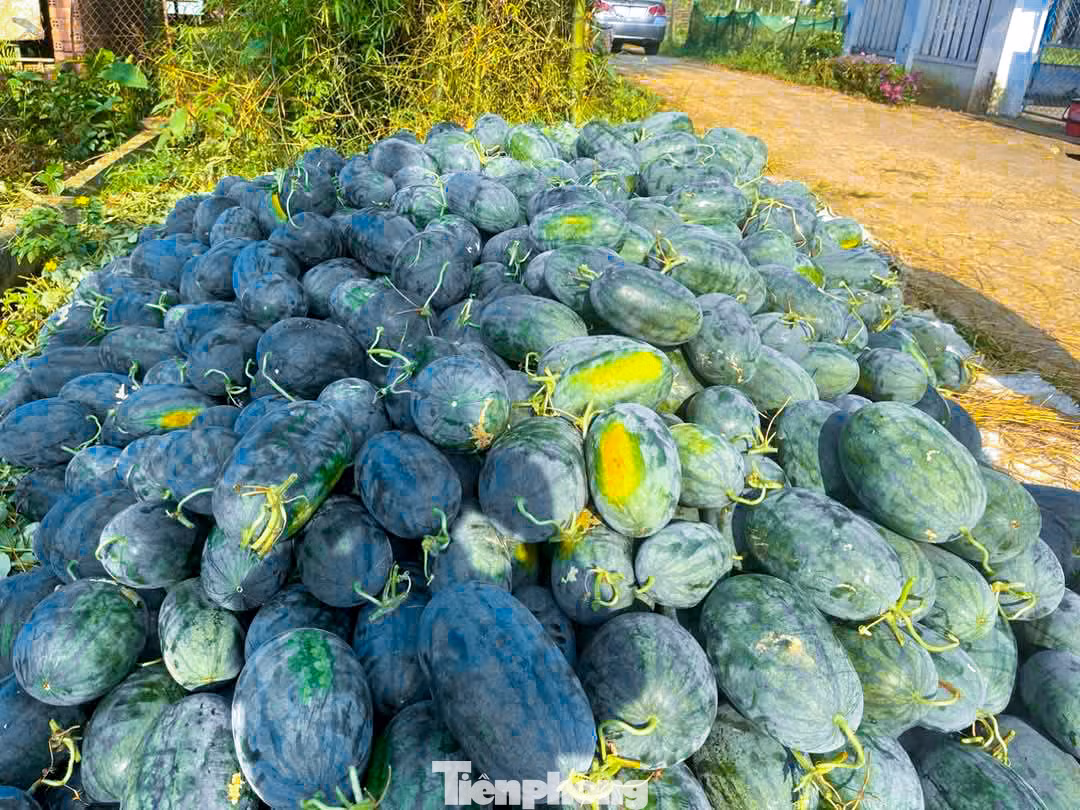 Với mức giá bán hiện tại, người trồng dưa không chỉ không có lãi mà còn âm vốn, không ít hộ nông dân đã chọn phương án để dưa nằm ngoài đồng, chờ giá nhích lên mới thu hoạch, nhưng rủi ro dưa hư hỏng vẫn hiện hữu.