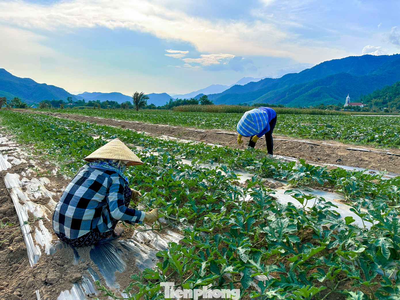 "Chúng tôi đã xây dựng phương án và thí điểm một số mô hình kỹ thuật nhằm hỗ trợ người dân, bao gồm cung cấp cây giống, phân bón và hướng dẫn kỹ thuật canh tác. Đến nay, người dân cơ bản đã nắm vững quy trình kỹ thuật để sản xuất và trồng dưa trên địa bàn. Đồng thời, chúng tôi cũng đã kiến nghị với Chi cục Thủy lợi thành phố hỗ trợ các khu vực chưa chủ động được nguồn nước tưới, cụ thể là khoan giếng nhằm đảm bảo nhu cầu tưới tiêu phục vụ sản xuất", ông Nhân cho biết.