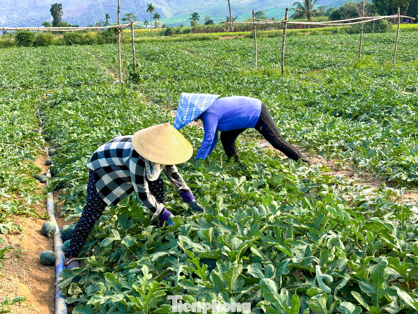 Ông Trương Thanh Nhân - Phó Chủ tịch UBND xã Hòa Bắc - cho biết: Trước đây, cây trồng chủ lực của xã là cây mía. Tuy nhiên, do giá cả thị trường không ổn định, hiệu quả kinh tế thấp nên chính quyền xã đã đẩy mạnh tuyên truyền, vận động người dân chuyển đổi sang trồng dưa hấu. Qua đánh giá những năm gần đây, cây dưa hấu cho thấy hiệu quả kinh tế cao, góp phần nâng cao thu nhập cho bà con. Vì vậy, trong vụ này, xã tiếp tục khuyến khích người dân chuyển đổi diện tích trồng mía và đất bỏ hoang sang trồng dưa hấu. Hiện toàn xã có hơn 50ha dưa hấu đang được người dân canh tác.